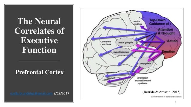 Neural Correlates of Thinking (On Thinking)